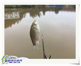 娱乐吃瓜钓鱼视频大全  第3张