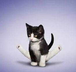 娱乐吃瓜酱猫拦截,揭秘娱乐圈幕后故事  第3张