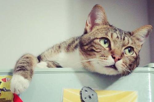 娱乐吃瓜酱不如猫,揭秘娱乐圈幕后真相 第2张 娱乐吃瓜酱不如猫,揭秘娱乐圈幕后真相 第2张