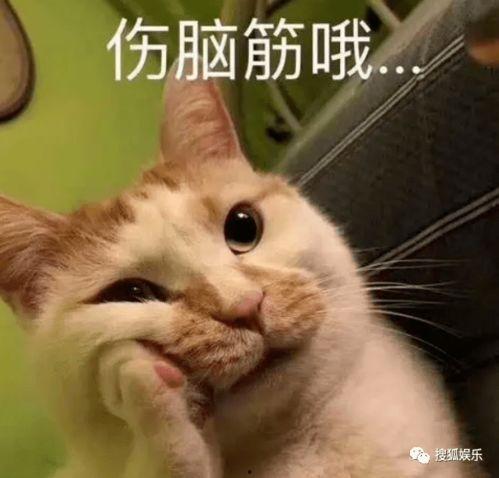 娱乐吃瓜酱不如猫,揭秘娱乐圈幕后真相 第3张 娱乐吃瓜酱不如猫,揭秘娱乐圈幕后真相 第3张